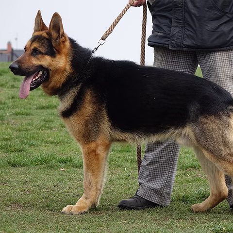 Working line German Shepherd